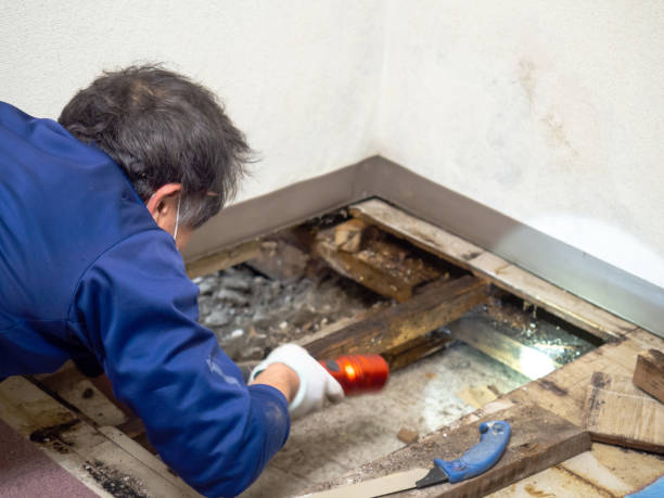 Best Commercial Mold Removal  in Charlotte Harbor, FL
