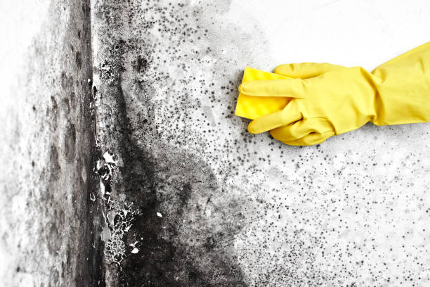 Best Toxic Mold Removal  in Charlotte Harbor, FL