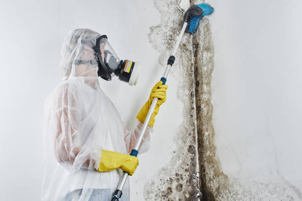 Best Certified Mold Removal  in Charlotte Harbor, FL