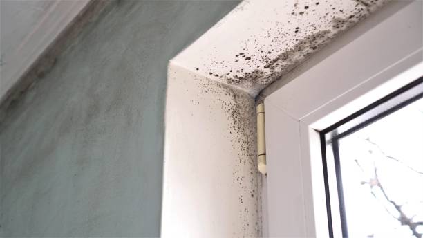 Best Attic Mold Removal  in Charlotte Harbor, FL