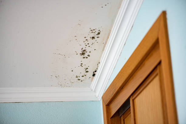 Home Mold Removal in Charlotte Harbor, FL