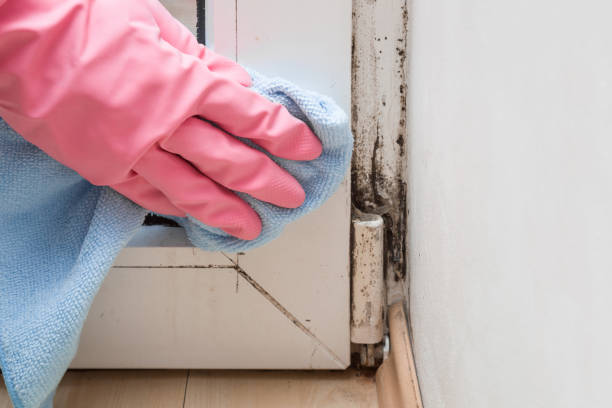 Best Crawl Space Mold Removal  in Charlotte Harbor, FL